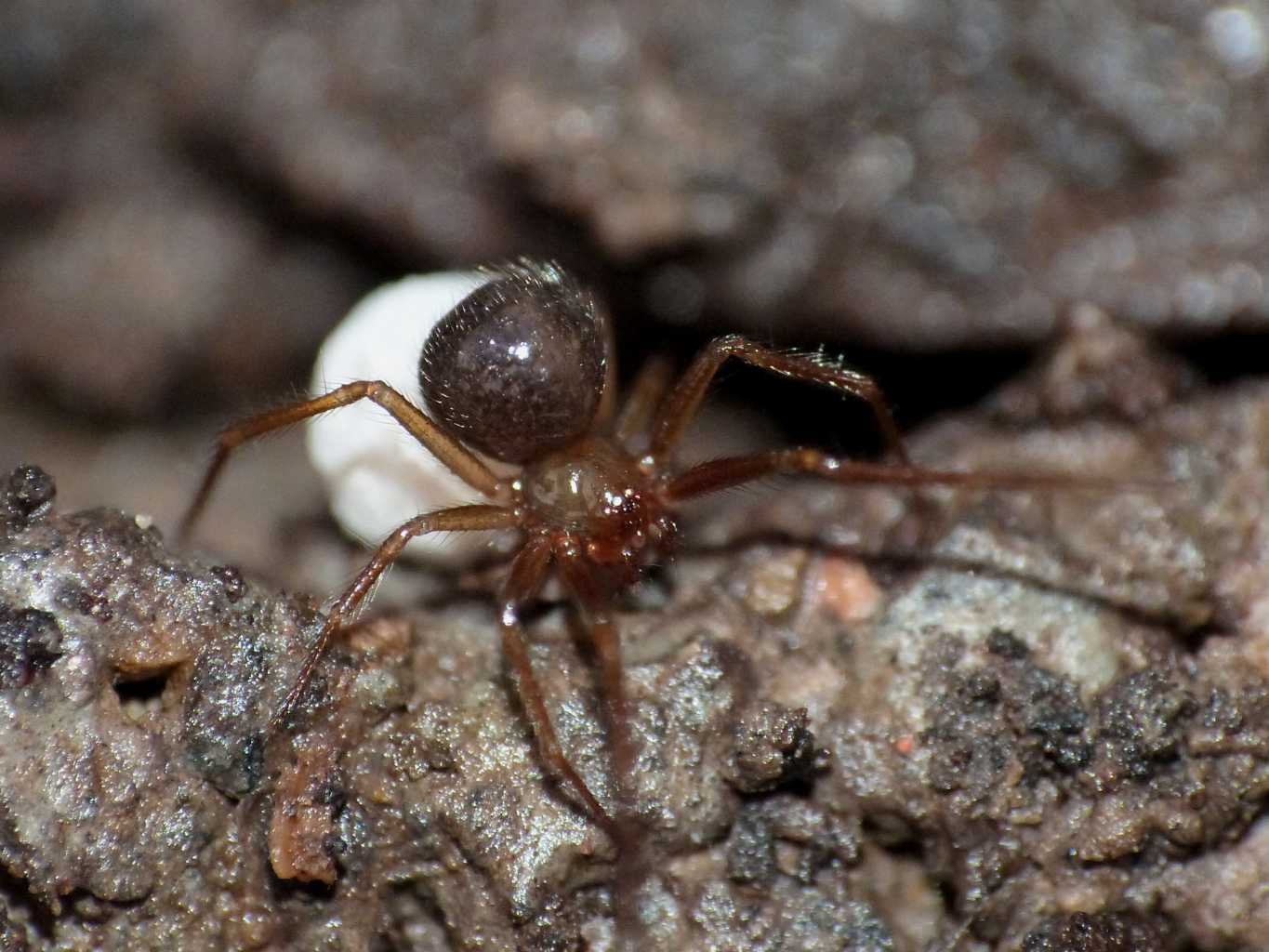 Nesticella mogera con ovisacco - Ostia Antica (RM)